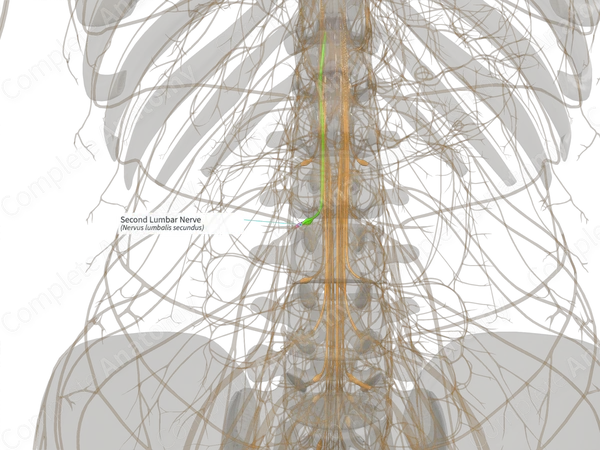 Second Lumbar Nerve (Left)