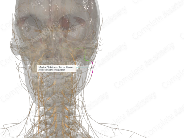 Inferior Division of Facial Nerve (Right)