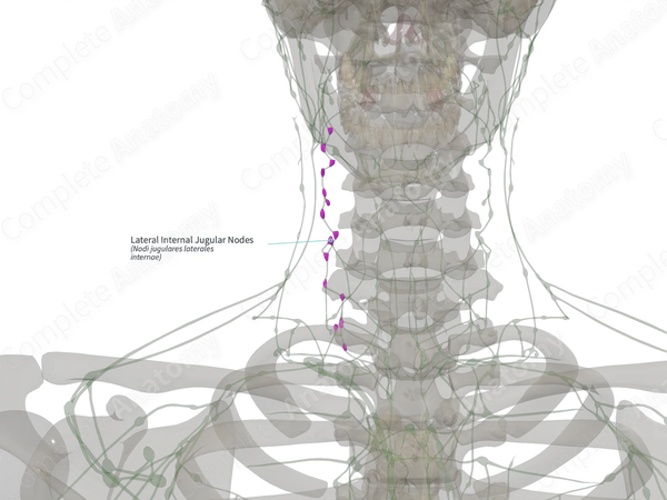 Lateral Internal Jugular Nodes (Right)
