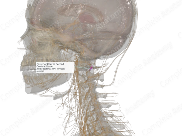 Posterior Root of Second Cervical Nerve (Right)