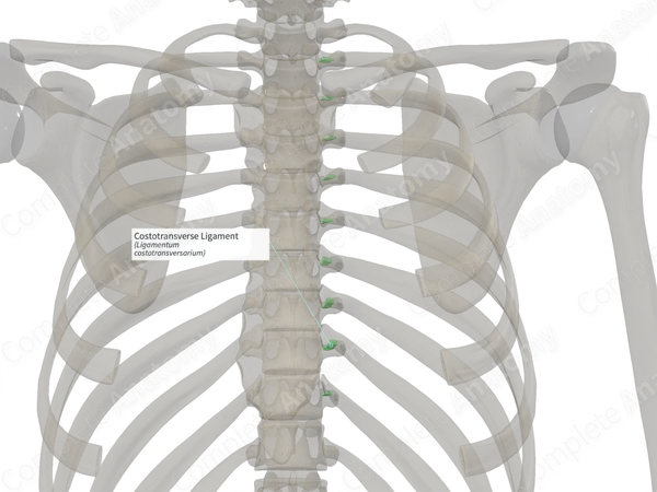 Costotransverse Ligament (Right)