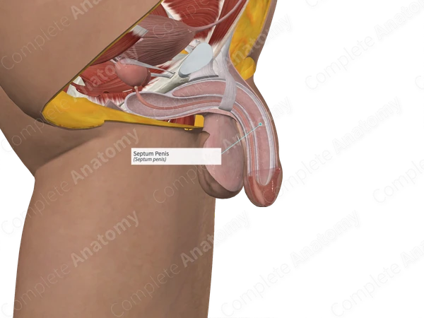 Septum Penis