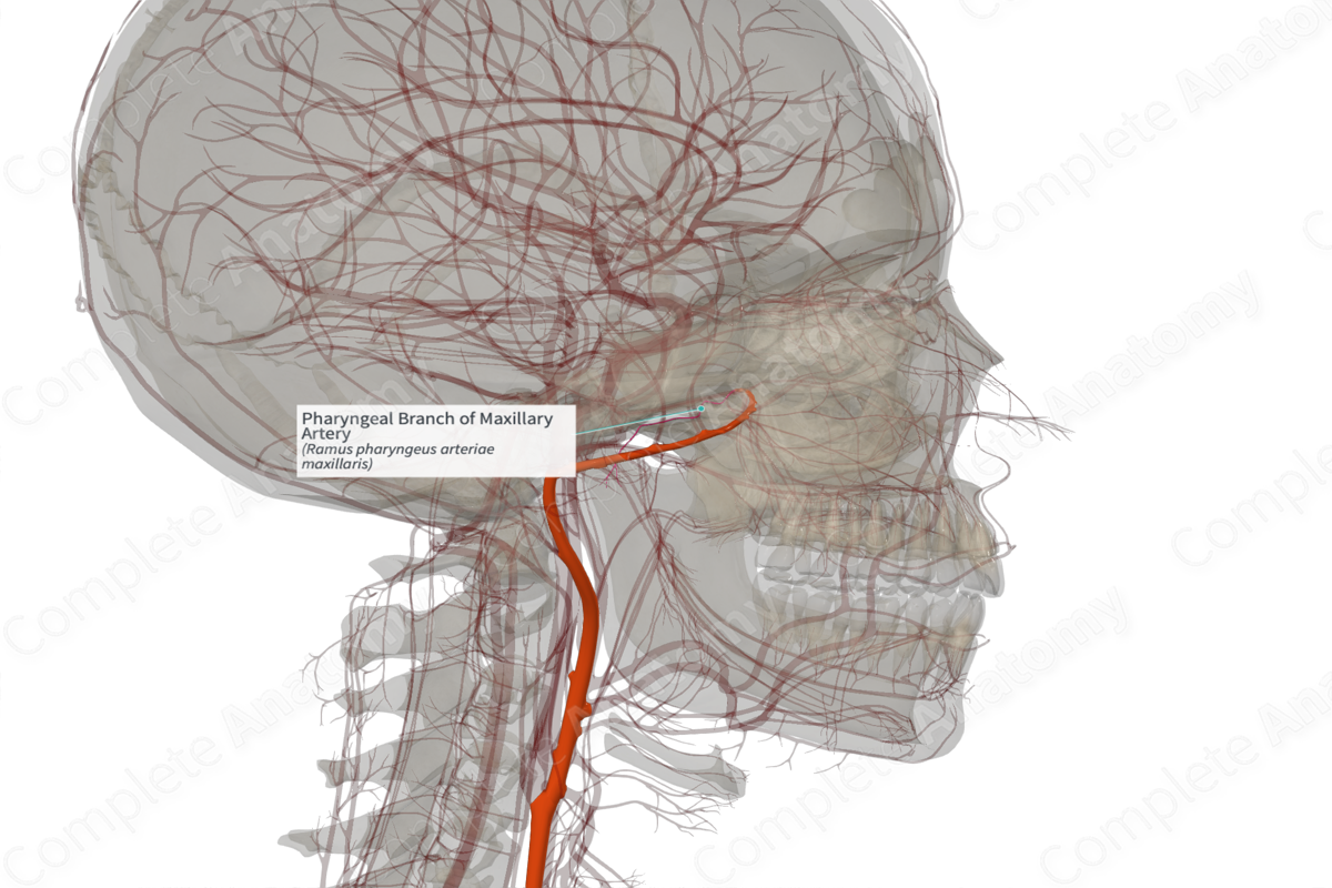 Pharyngeal Branch of Maxillary Artery (Right)