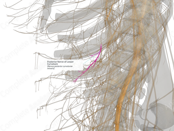 Posterior Nerve of Lesser Curvature