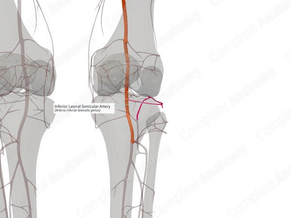 Inferior Lateral Genicular Artery (Left)