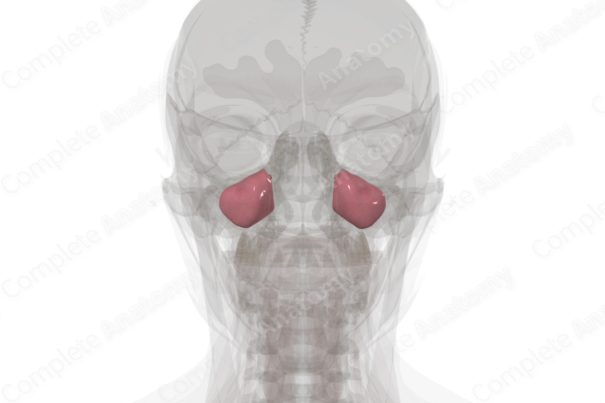 Maxillary Sinus