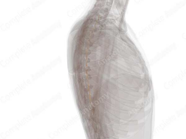 Anterior Roots of Thoracic Nerves (Left)