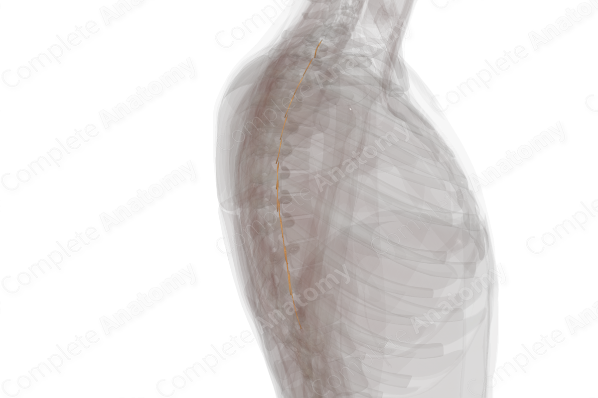 Anterior Roots of Thoracic Nerves (Left)