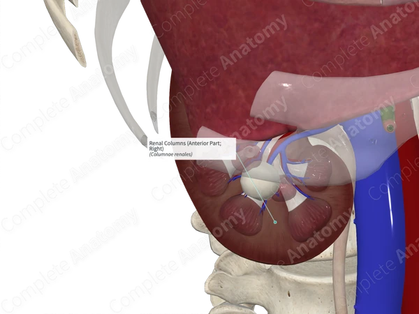 Renal Columns (Anterior Part; Left)