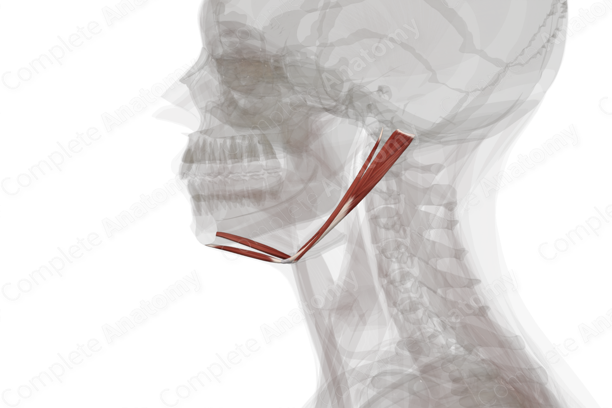 Suprahyoid Muscles (Left)