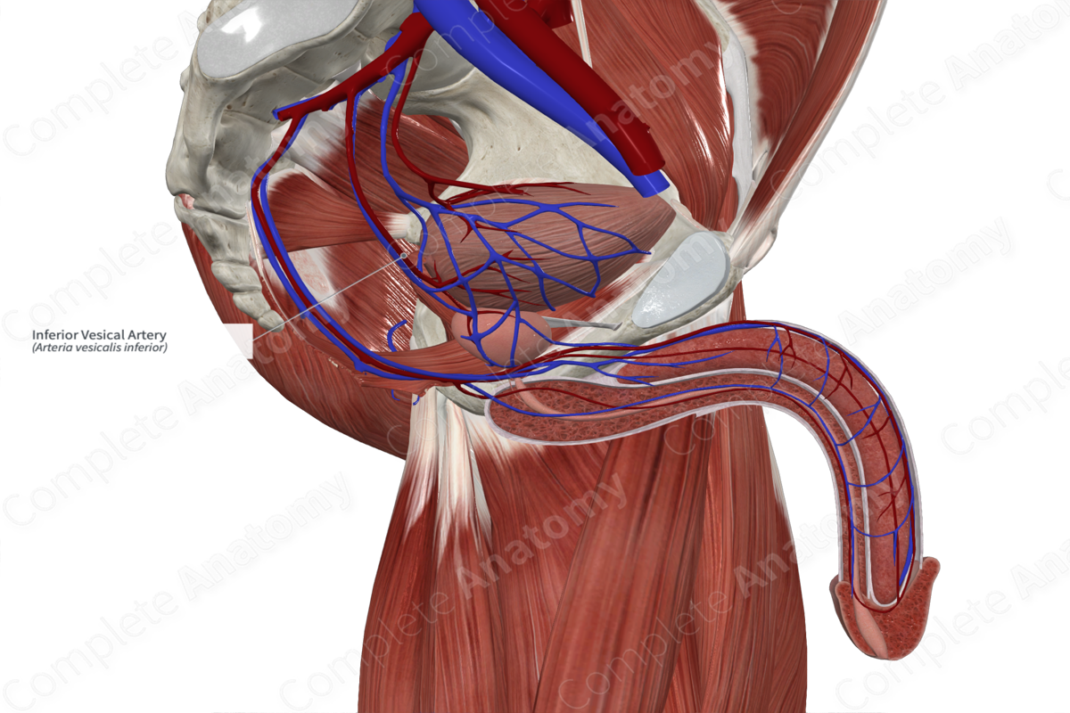 Inferior Vesical Artery 