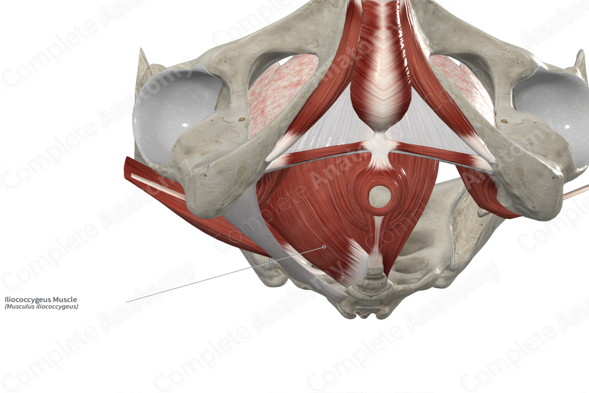 Iliococcygeus Muscle