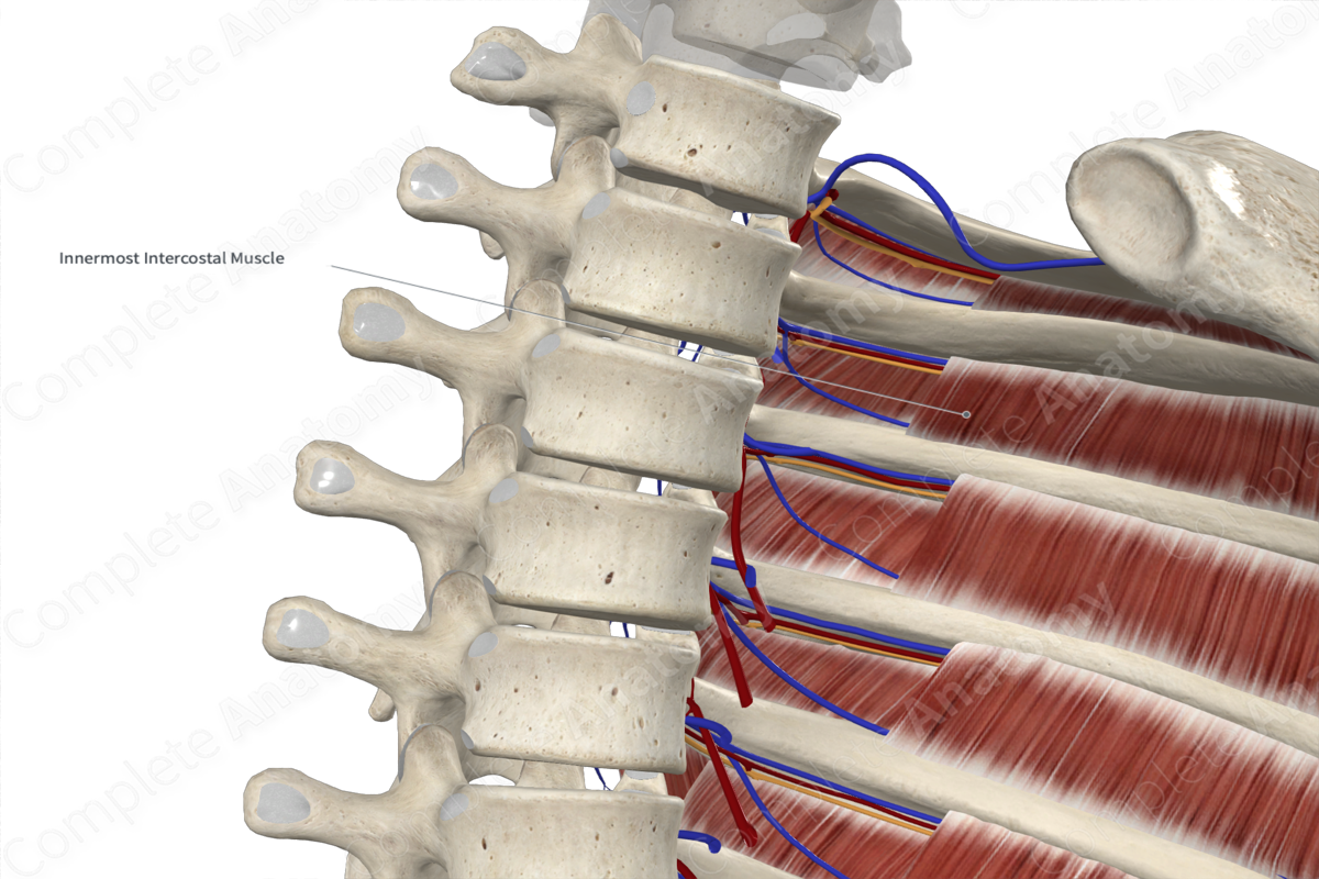 Innermost Intercostal Muscles 