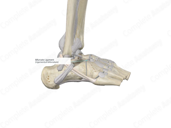 Bifurcate Ligament