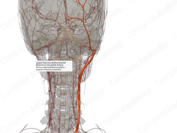 Upper Sternocleidomastoid Branch of Occipital Artery (Right)