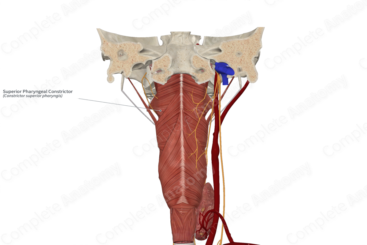 Superior Pharyngeal Constrictor 