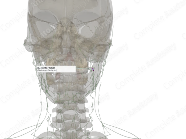 Bucinator Node (Right)