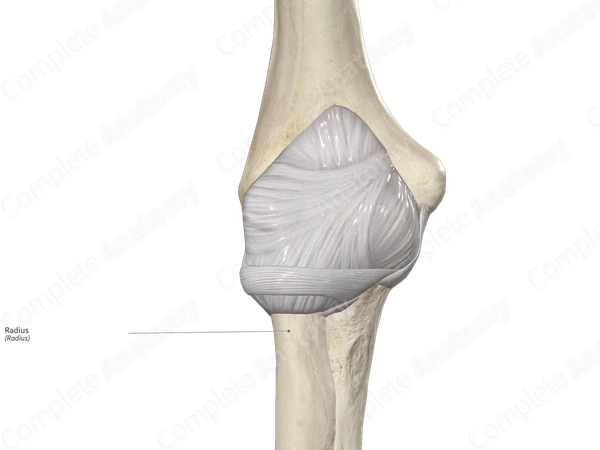 Radius