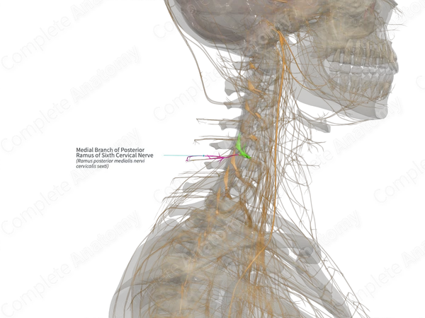 Medial Branch of Posterior Ramus of Sixth Cervical Nerve (Left)