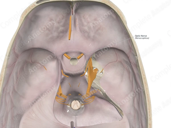 Optic Nerve