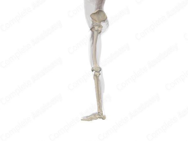 Bones of Lower Limb (Left)
