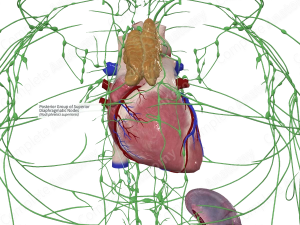 Posterior Group of Superior Diaphragmatic Nodes