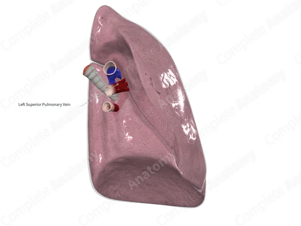 Left Superior Pulmonary Vein