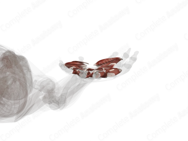 Muscles of Hand (Left)