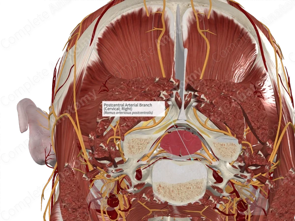 Postcentral Arterial Branch (Cervical; Right)