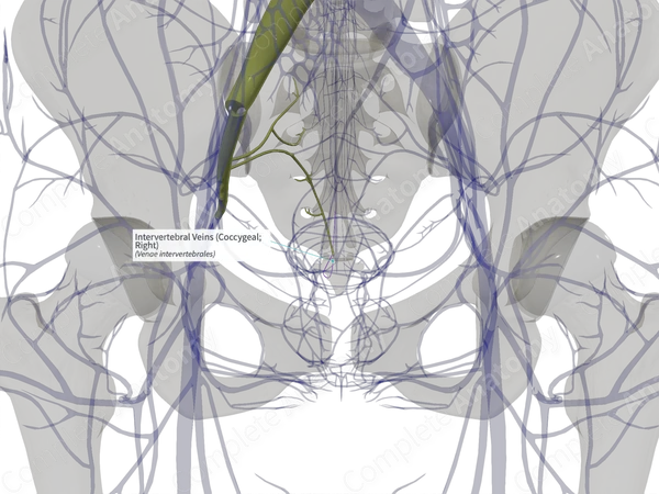Intervertebral Veins (Coccygeal; Right)