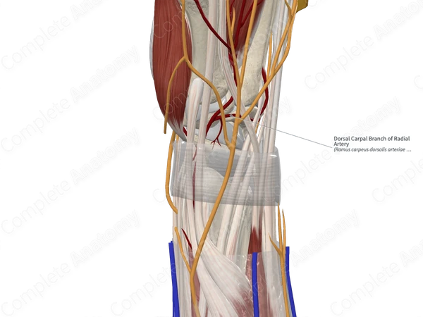Dorsal Carpal Branch of Radial Artery
