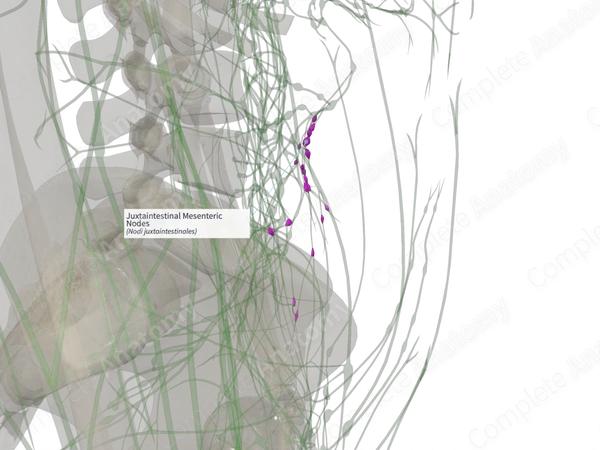 Juxtaintestinal Mesenteric Nodes