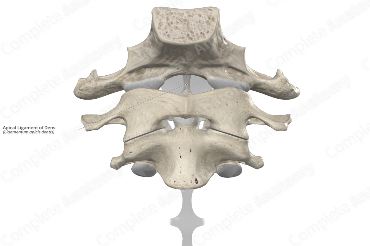 Apical Ligament of Dens | Complete Anatomy