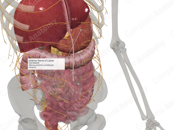 Anterior Nerve of Lesser Curvature
