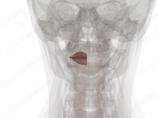 Lips (Left)