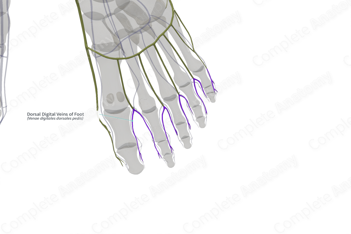 Dorsal Digital Veins of Foot (Left)