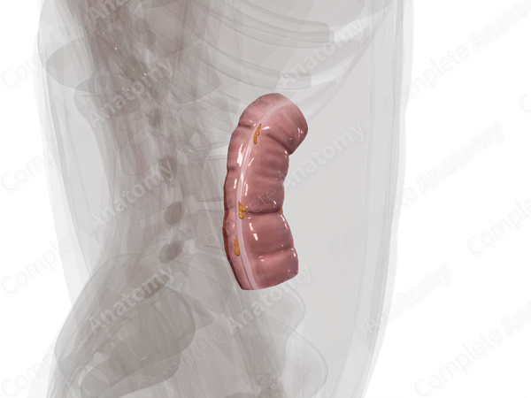 Ascending Colon