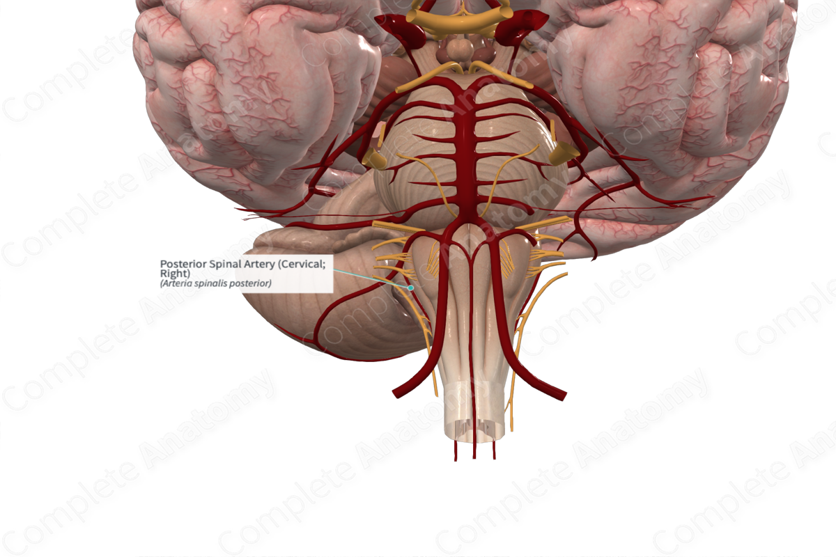 Posterior Spinal Artery (Cervical; Right)