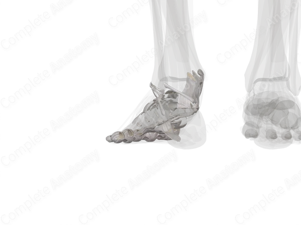 Joints of Foot (Left)