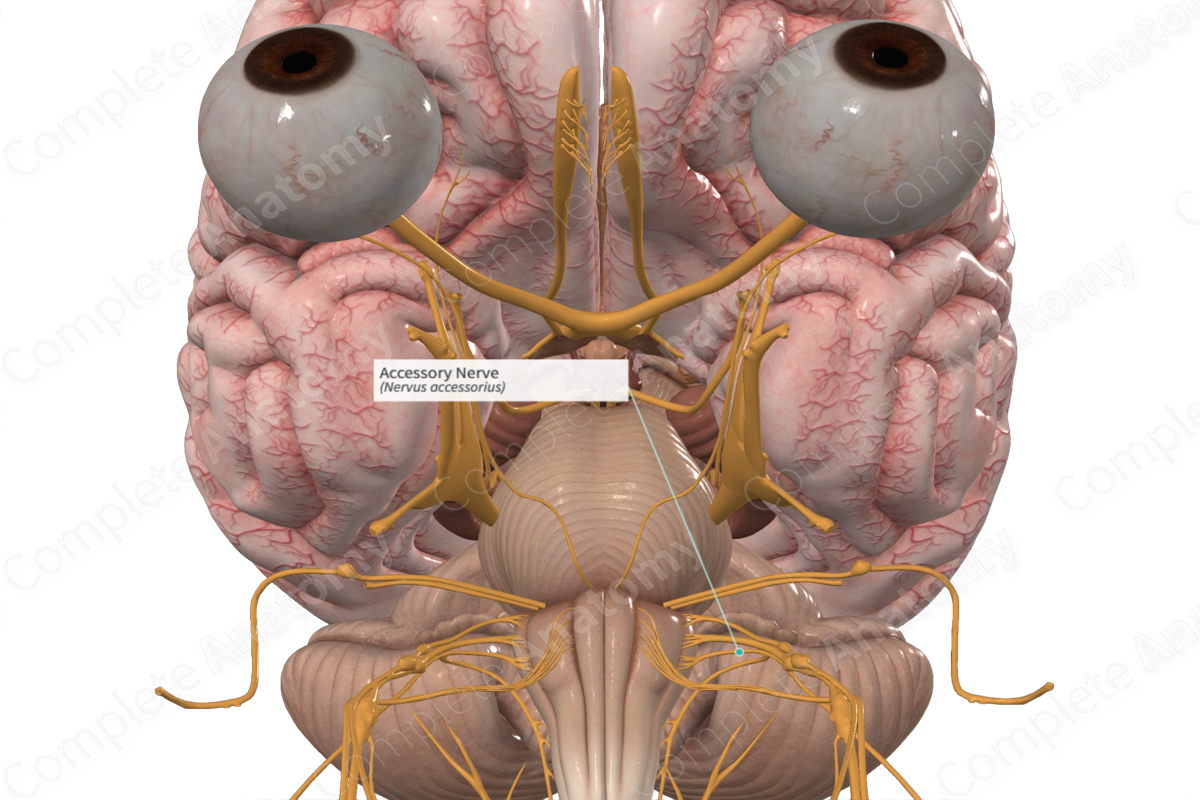 Accessory Nerve