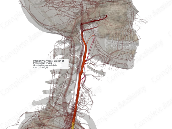 Inferior Pharyngeal Branch of Pharyngeal Trunk (Right)