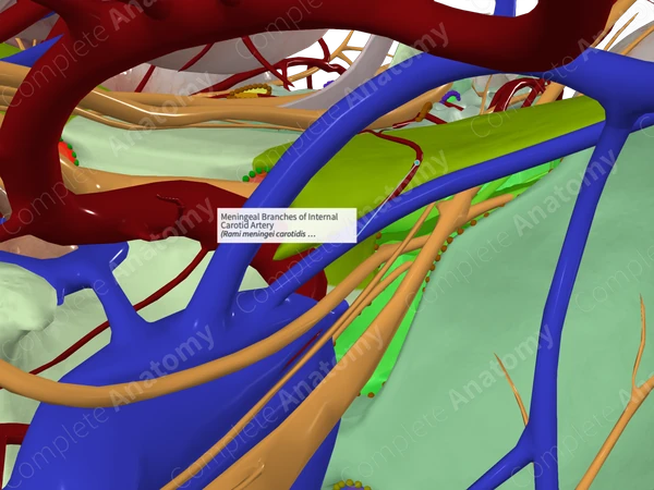 Meningeal Branches of Internal Carotid Artery