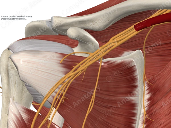 Lateral Cord of Brachial Plexus