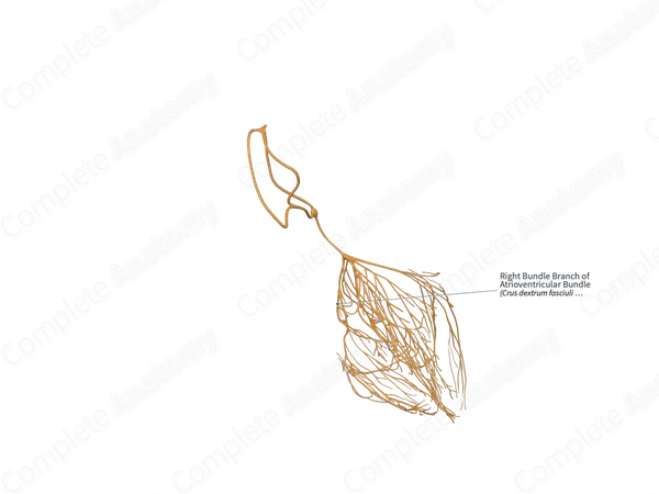 Right Bundle Branch of Atrioventricular Bundle