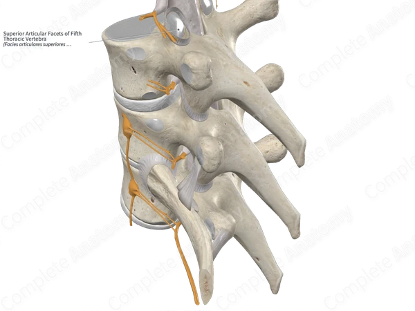Superior Articular Facets of Fifth Thoracic Vertebra
