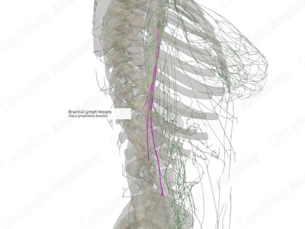 Brachial Lymph Vessels (Right)