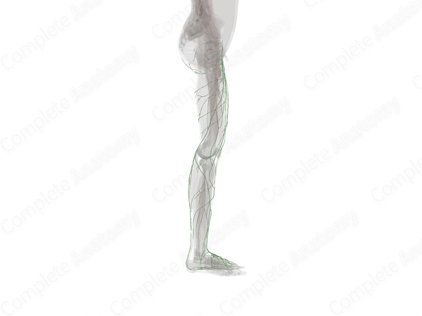 Lymph Vessels of Lower Limb (Left)