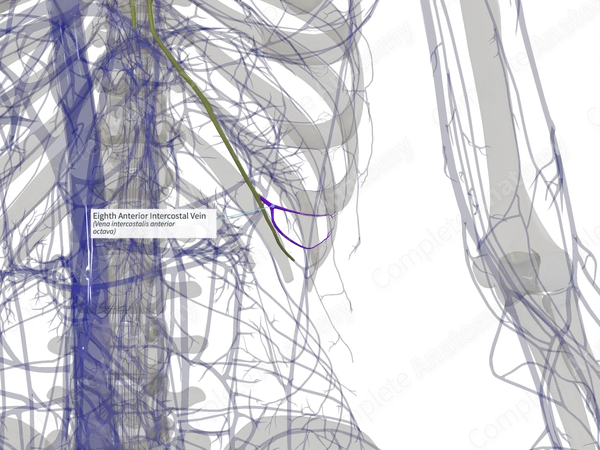 Eighth Anterior Intercostal Vein (Left)