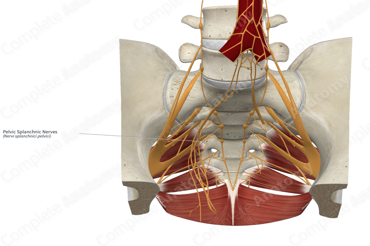 Pelvic Splanchnic Nerves 