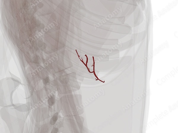 Pancreatic Branches of Splenic Artery
